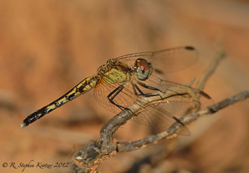 Erythrodiplax minuscula, female